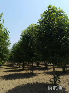 10公分二乔玉兰