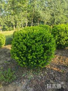 冠幅200厘米卫矛球