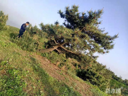 高度350厘米黑松