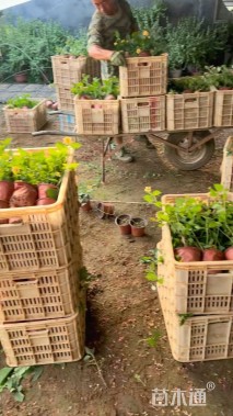 高度30厘米多花百日菊