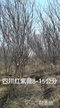 10公分四川红紫薇