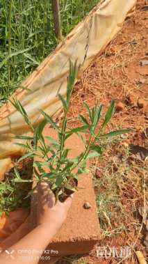 高度30厘米柳叶马鞭草