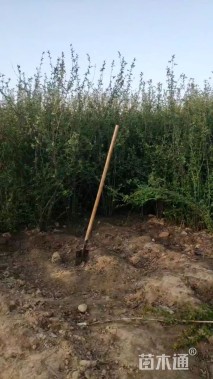 高度200厘米贴梗海棠