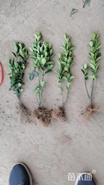 高度45厘米大叶黄杨小苗