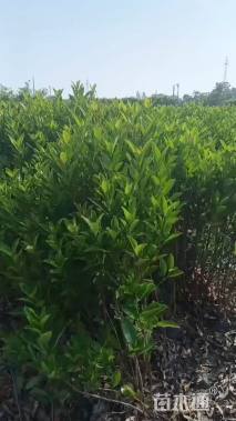 高度60厘米法国冬青