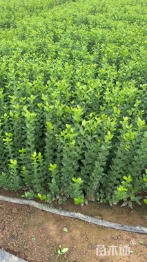 高度45厘米卫矛小苗