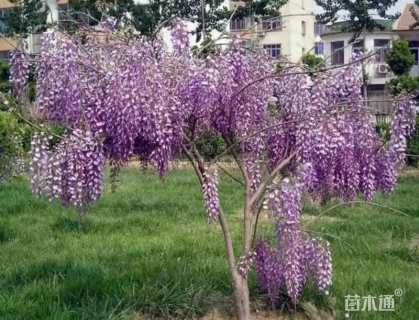 紫藤种子