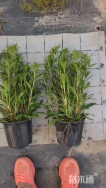 高度40厘米石竹