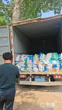 高度50厘米马利筋