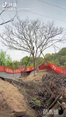 20公分造型紫薇