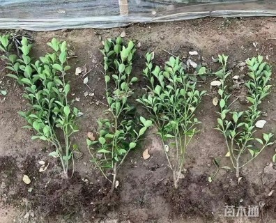 高度60厘米大叶黄杨