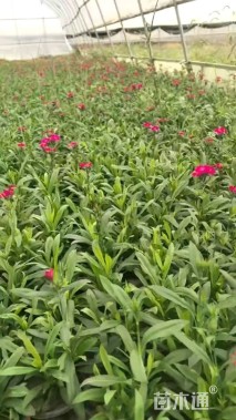 高度15厘米常夏石竹