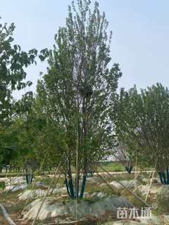 高度600厘米丛生美国红枫