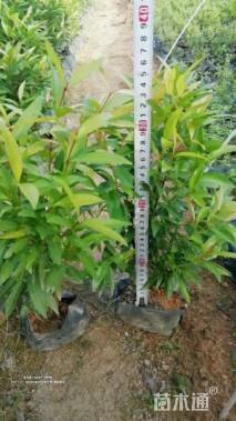 高度25厘米红车