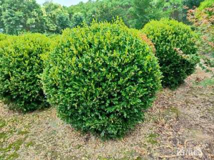 冠幅130厘米小叶黄杨球