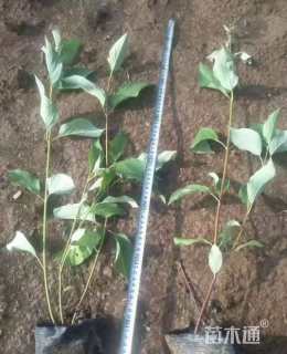 高度120厘米红瑞木