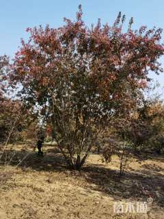 高度650厘米丛生茶条槭