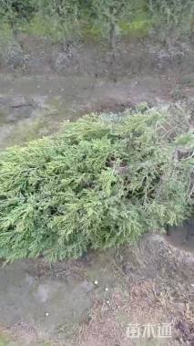 高度180厘米龙柏