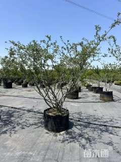 高度180厘米小叶栀子