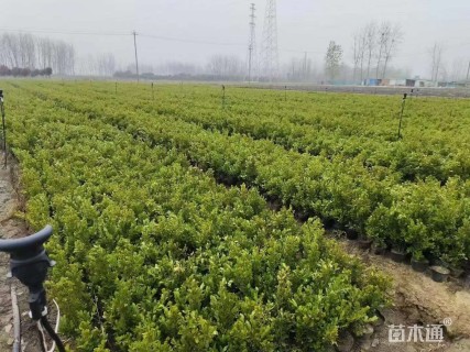 高度40厘米小叶黄杨