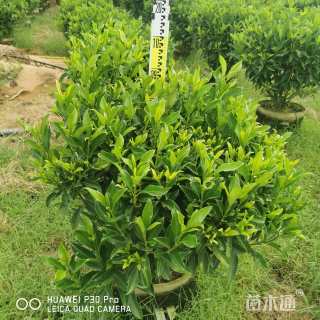 高度20厘米非洲茉莉球