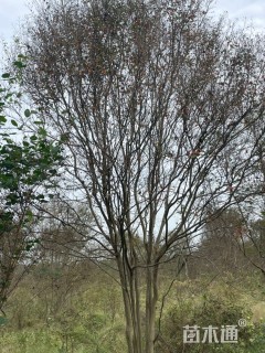 高度300厘米丛生紫薇