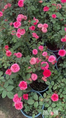 高度50厘米月季