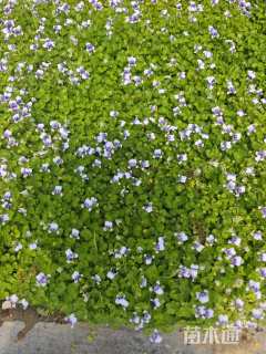 高度12厘米肾叶堇