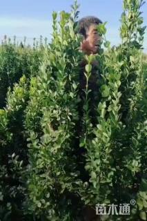 高度140厘米北海道黄杨