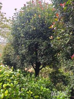 18公分高杆红叶石楠