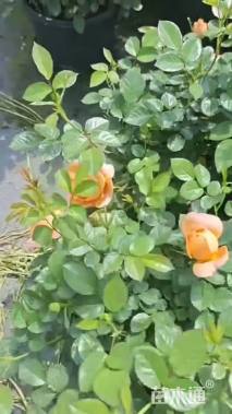 高度25厘米欧洲月季