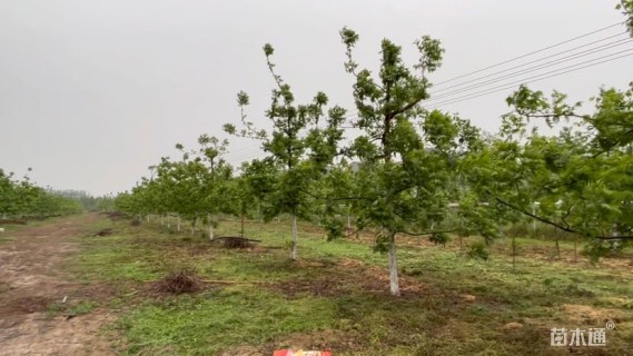 8公分薄壳山核桃