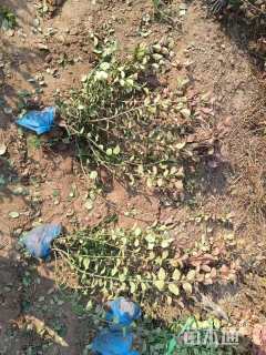 高度50厘米卫矛