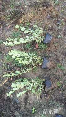 高度40厘米冬红卫矛