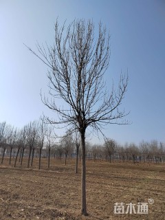 高度500厘米丛生金叶白蜡