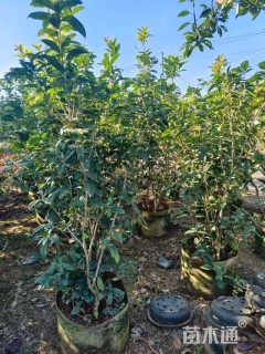 高度150厘米丛生桂花