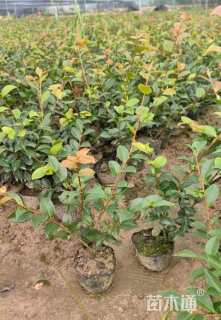 高度60厘米茶梅小苗