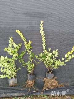 高度40厘米金森女贞