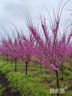 5公分加拿大紫荆