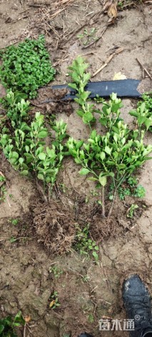 高度50厘米大叶黄杨