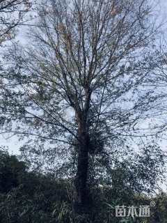 原生苗榔榆
