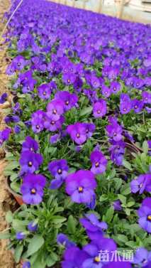 高度15厘米角堇