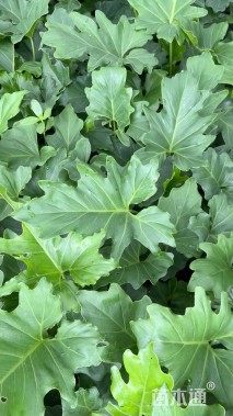 高度30厘米春羽