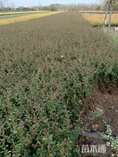 高度50厘米火棘