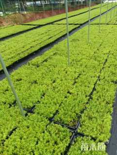 高度9厘米佛甲草