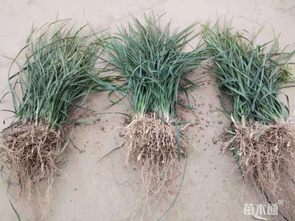 高度20厘米阔叶麦冬草