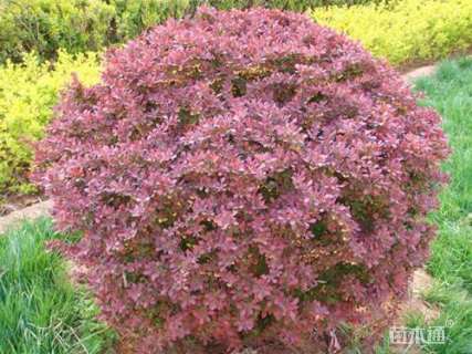 高度80厘米红叶小檗