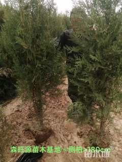 高度250厘米侧柏