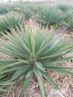 高度100厘米剑麻