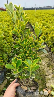 高度40厘米金边黄杨小苗